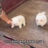 博美犬多少钱一只，一只博美需要多少钱