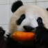 【大熊猫胖大海】大海牌自动剥笋机，亲妈专用，上线！