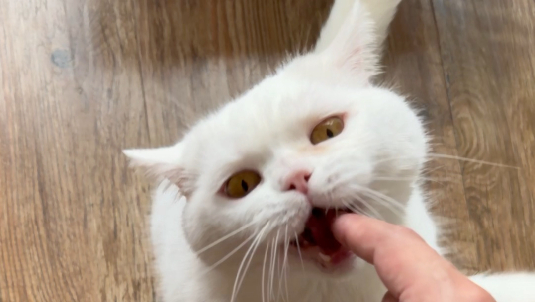 猫咬不咬人一眼就知道。。。都是经验