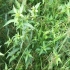 丁香蓼（柳叶菜科）—常见水边植物，南方水田很多，果实像丁香