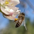 知道蜂蜜是怎么来的吗？看看蜜蜂采蜜过程