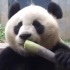 【转载】大熊猫吃饭