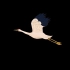 c476卡通中国风元素飞翔的大雁白鹤天鹅无缝循环视频后期制作合成素材