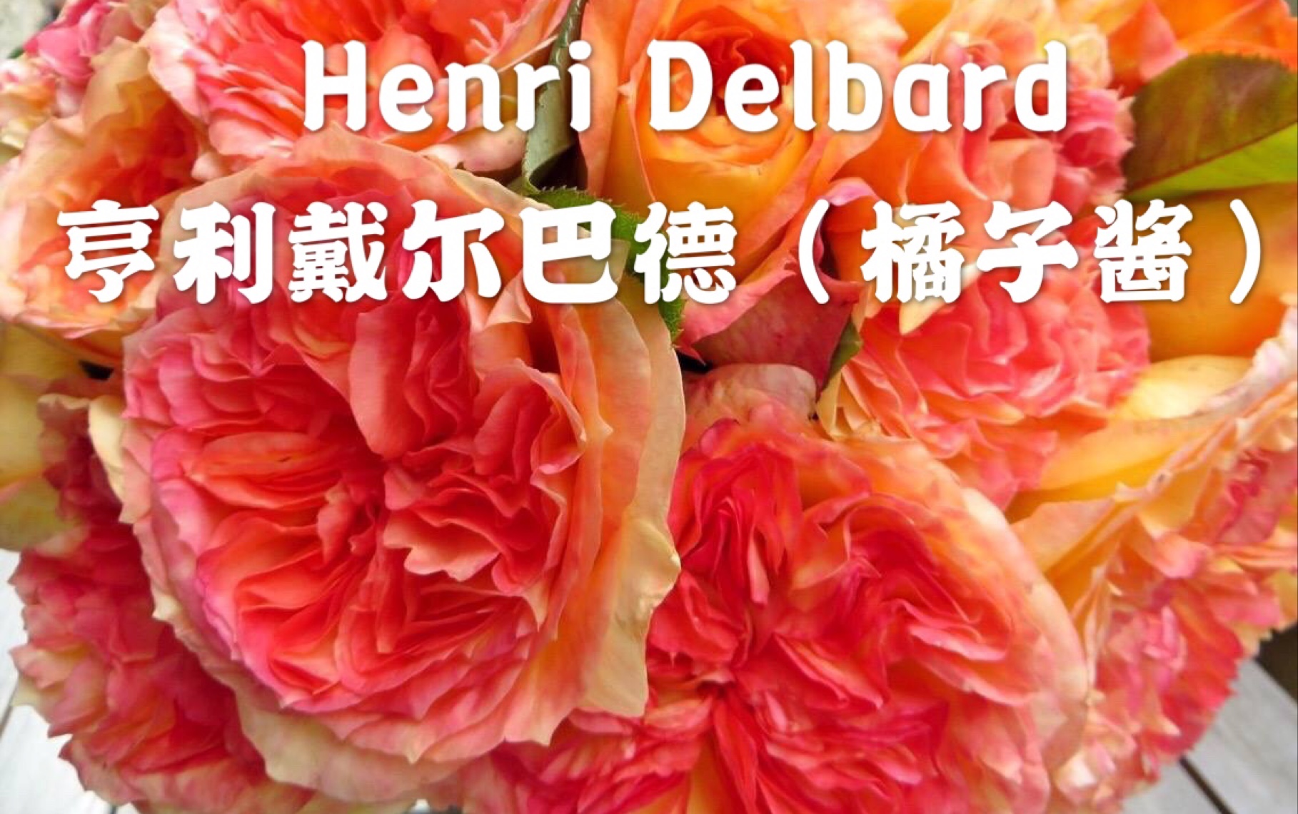 亨利戴尔巴德(橘子酱 戴尔巴德月季 奇特的花色变化