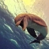 60帧实拍海豚教人游泳，尽显生命灵动之美，宛如一场涤荡灵魂的仪式！