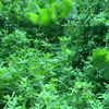 100种最好听的鸟叫声大全，百鸟争鸣声声脆，最美声音在自然