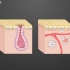 【生物】外分泌腺与内分泌腺的区别