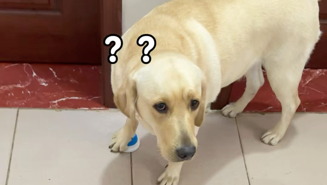 狗：你把我的活都干完了，我干啥？