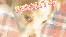 537b5e759430d4cfc49cb23ec636a379fff95e9b.jpg@280w_158h_1c_100q.jpg