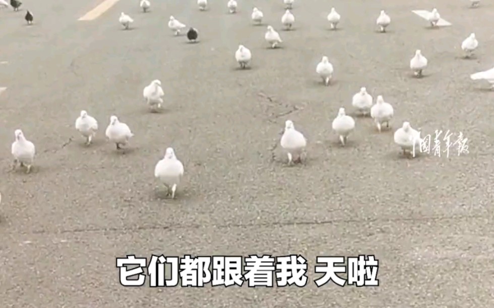 天津一女生在校园里散步，被学校的鸽群追随求投喂
