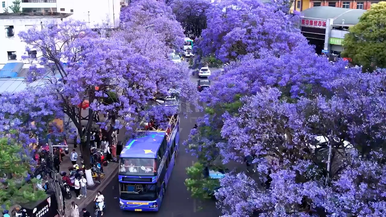 四月开满蓝花楹，满城尽是紫花香，这就是属于昆明的浪漫。