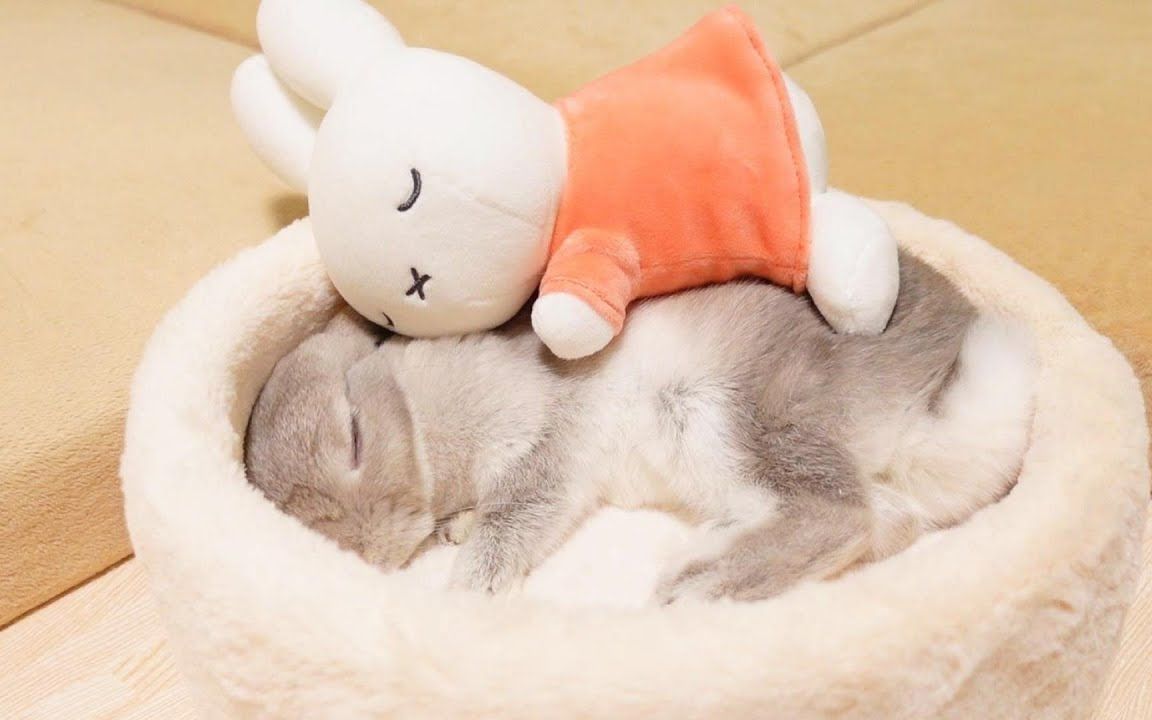 小动物卖萌时刻🐇在陪睡布偶边上熟睡的小兔子