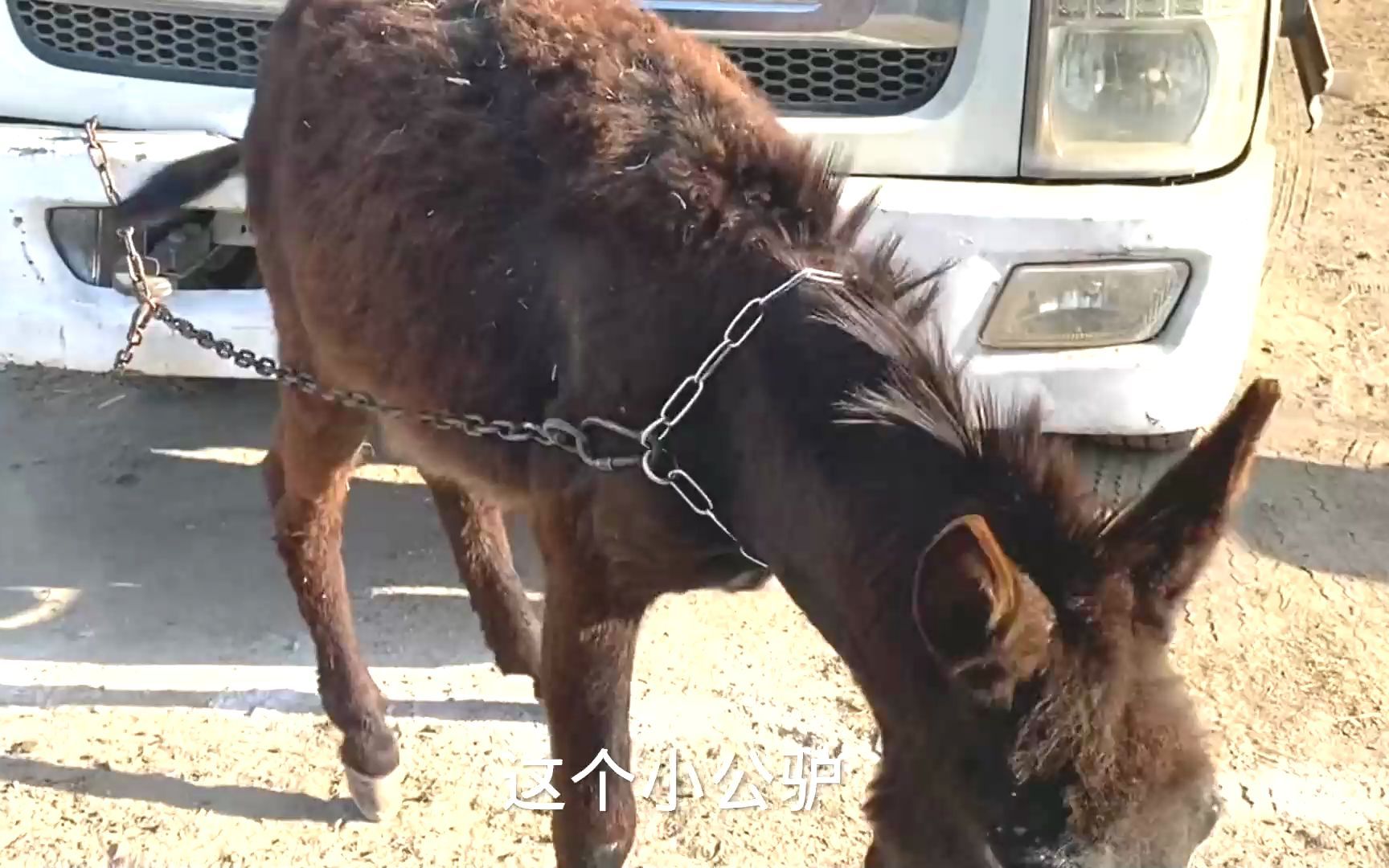 为找匹好公马配种,骒马主用车拉着跑30多公里找到土豪金而且免费