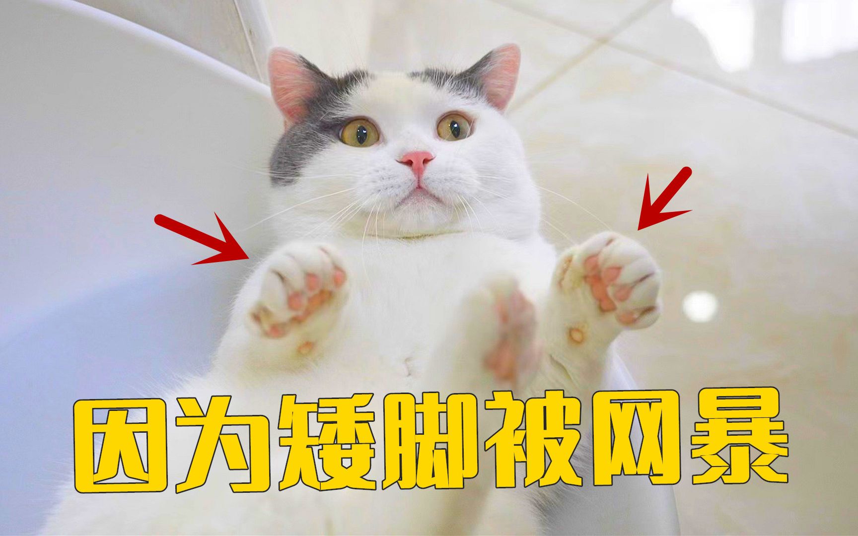 这只励志网红猫，每张照片都是行走的表情包～-搜狐大视野-搜狐新闻