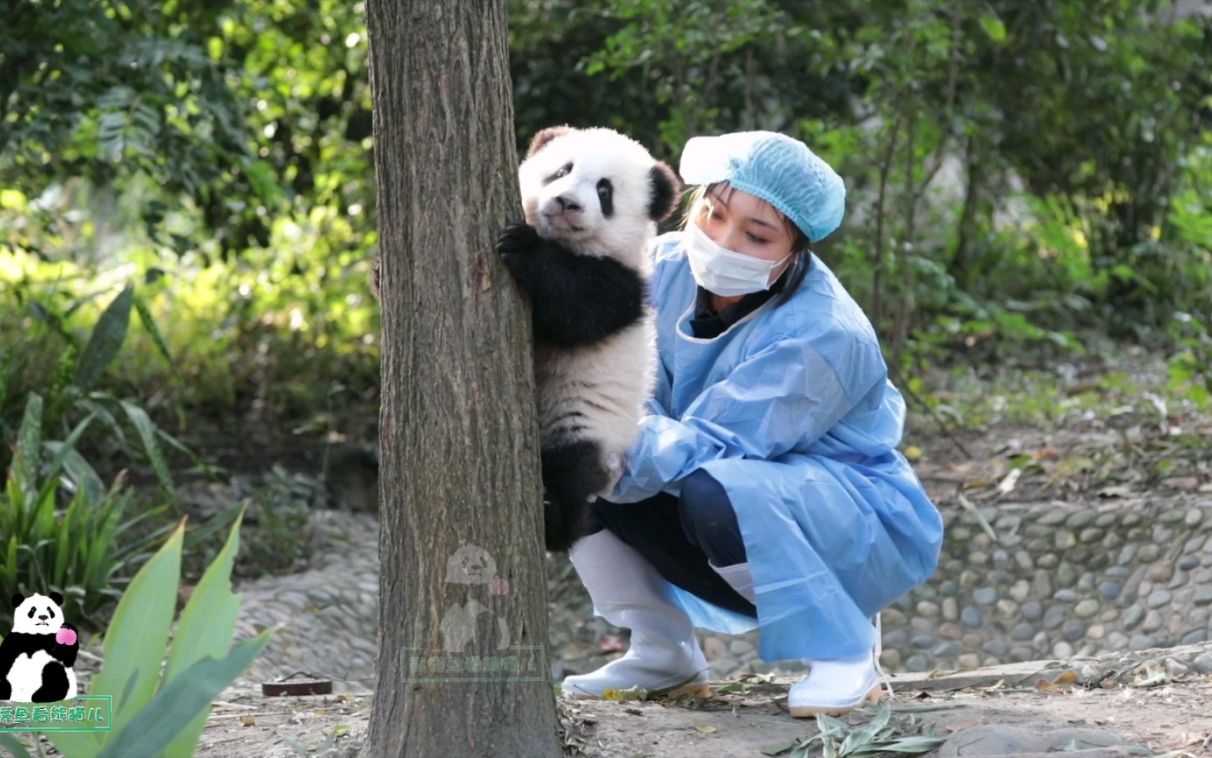 【大熊猫福多多】你的小可爱突然出现，然后突然去爬了个树