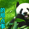 实拍大熊猫的那点事，带你走进熊猫世界，感受别样风景