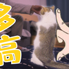 训猫高手：哄骗短腿猫猫 乖巧量身高