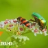 神奇昆虫世界-4K放松视频与各种自然和昆虫声音