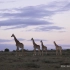【非洲长颈鹿】journey of giraffes