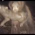 【熊】黑熊捕杀野猪-棕熊攻击人