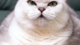 53e8178b3b4a9e1dd0b88c21faacf5bdb30a8b7c.jpg@280w_158h_1c_100q.jpg