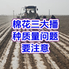 棉花三大播种质量问题要注意