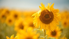 53f05c5803a505ac9ba8e80e5ae086fe67ad9ebb.jpg@280w_158h_1c_100q.jpg