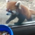 小熊猫听到饲养员喊早餐的声音激动起来了
