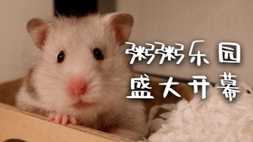 如何做仓鼠跑轮 5403cf0828e232fdd774dd6fe99d0f1e064b4f1d.jpg@280w_158h_1c_100q.jpg