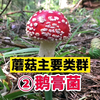 蘑菇主要类群：伞菌的30个类群②鹅膏菌