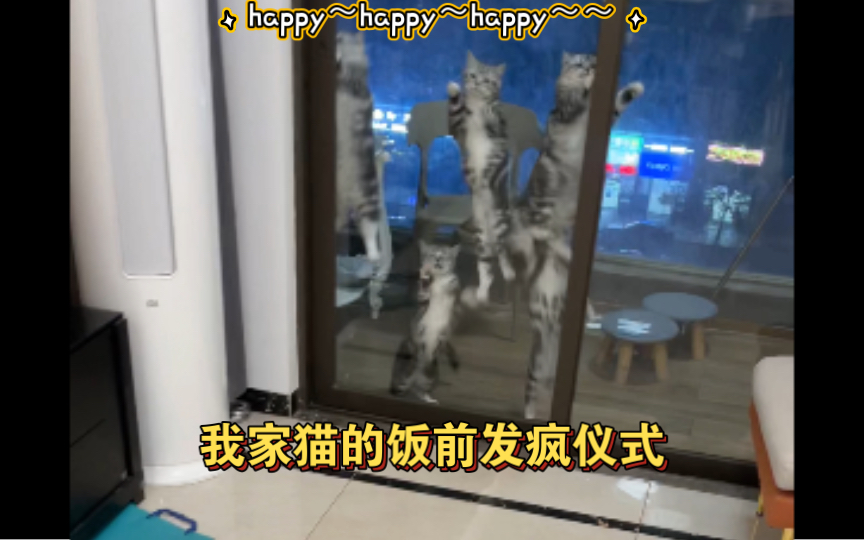 吃饭前都要蹦个迪的五只happy猫！