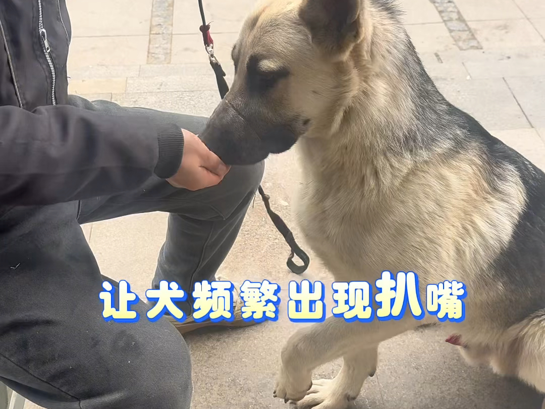 一根皮筋，学会害羞#爱犬人士 #文明养犬从我做起 #狗狗训练技巧#训狗方法