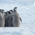 【BBC】企鹅宝宝对阵巨鹱鸟
