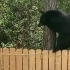 黑熊翻墙闯入人家 壮汉面对面将其喝退！