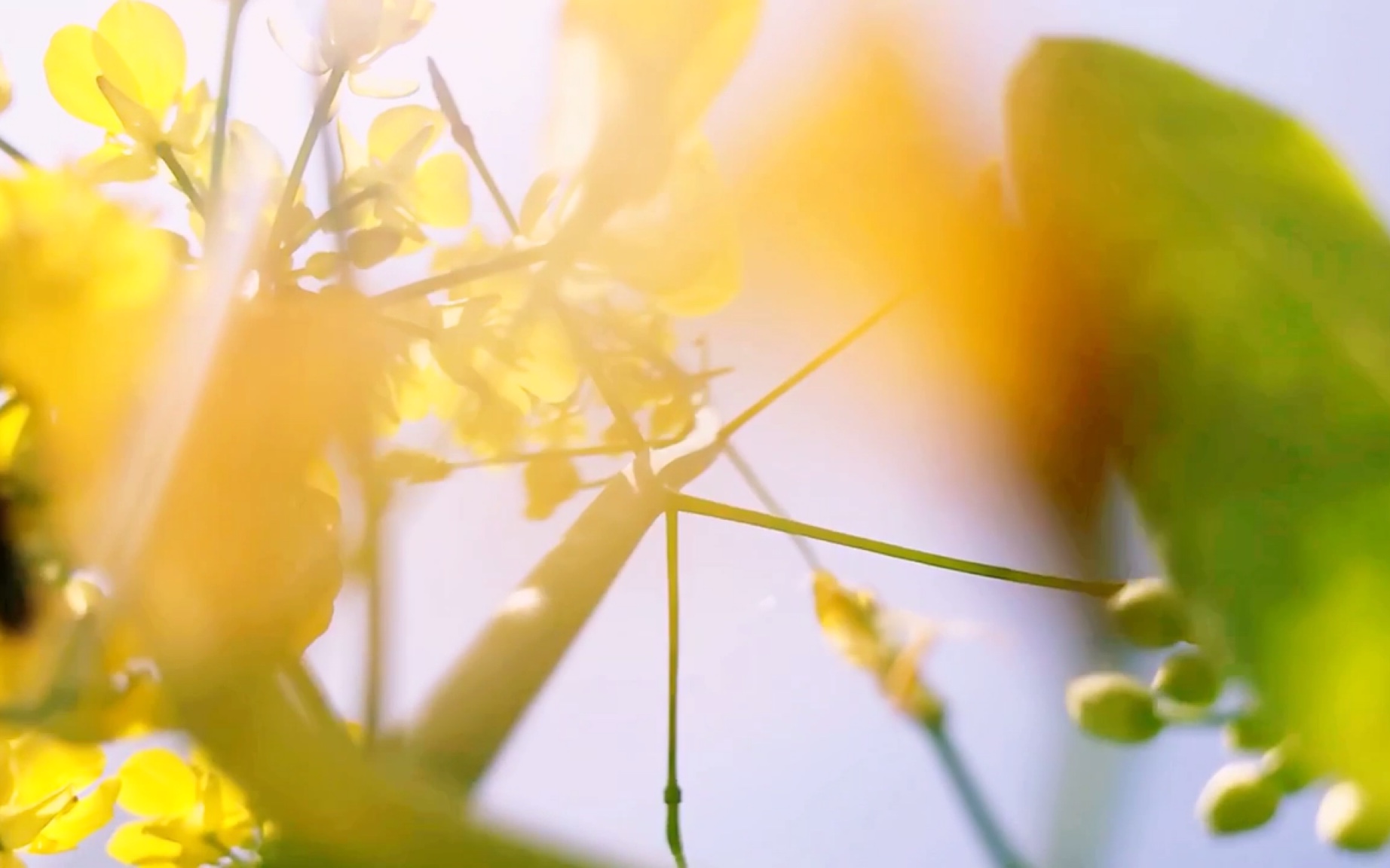 菜根花宝贝#_哔哩哔哩(゜-゜)つロ干杯~-bilibil