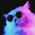 手机剪辑萌宠眼镜猫咪视频抠图黑幕素材