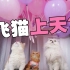 飞猫挑战：给猫咪绑上80个气球能上天吗？