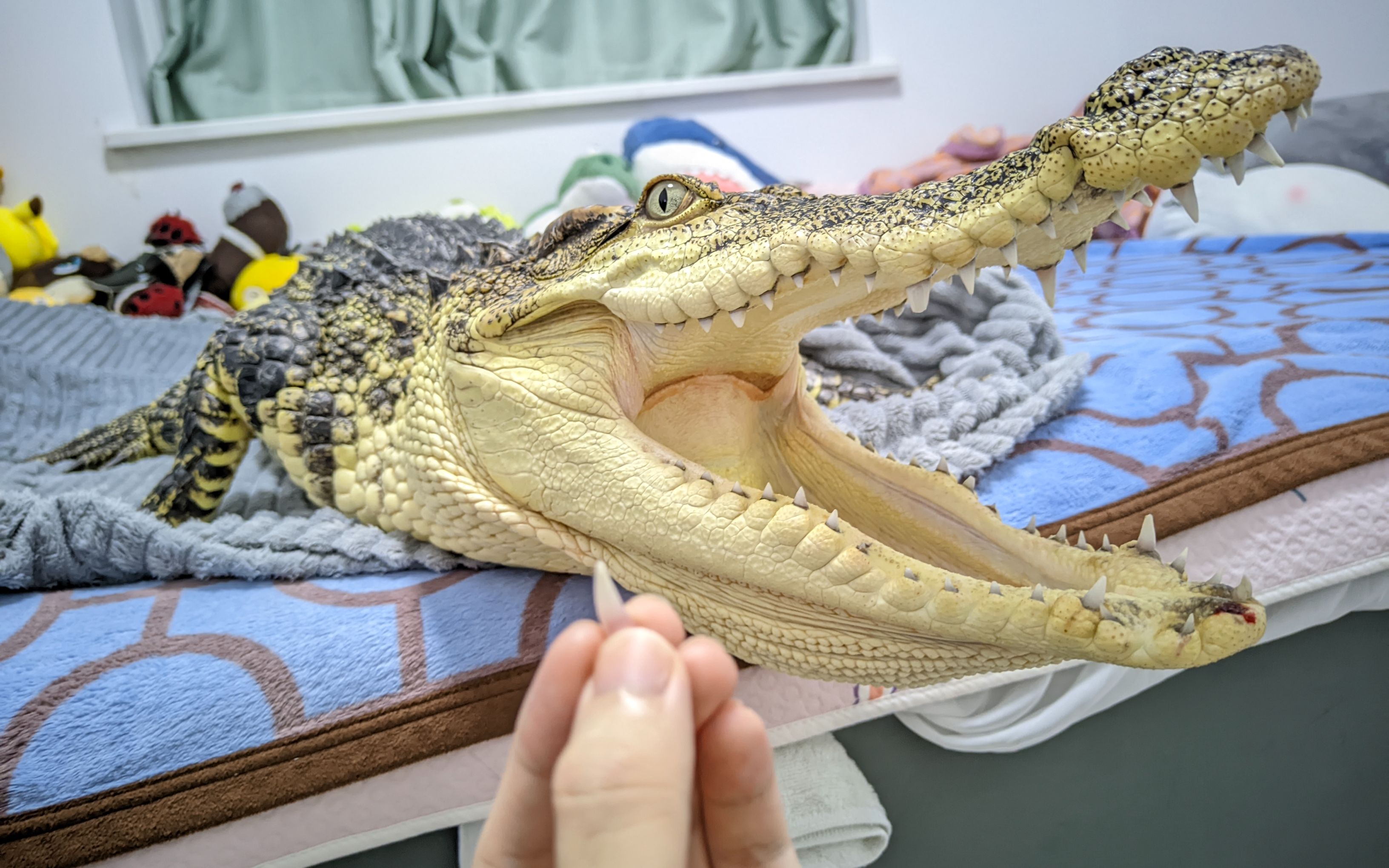鳄鳄爬上床干饭把自己牙齿干飞了