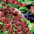 咖啡的一生｜现代农业种植和收获咖啡豆