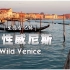 【生态全纪录】野性威尼斯 Wild Venice【中文字幕】