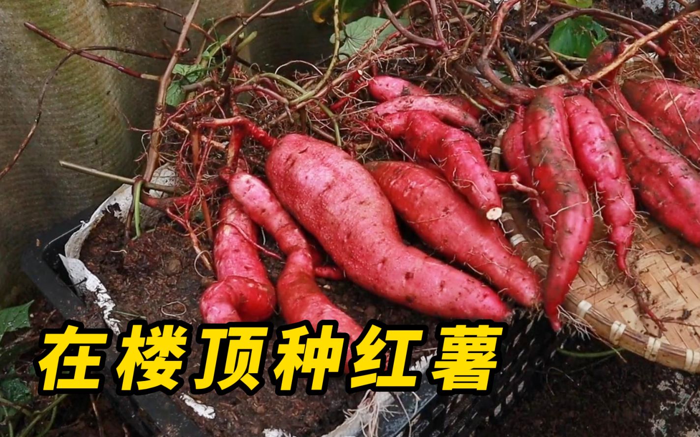 红薯 - 鹤壁市金满园薯类种植农民专业合作社