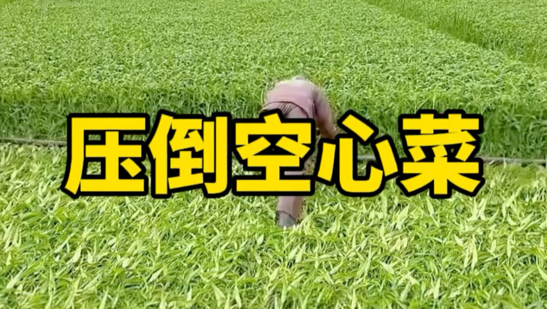 把空心菜压倒有什么作用