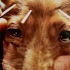 给小动物针灸帮助它们恢复活力！你没看错，就是给小动物针灸！
