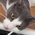 来自小猫咪的威胁：不喂饭就咬充电线