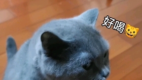 为什么有的猫不抓窗帘 54e54b7c3503ad635410549c4f1da30144497ce3.jpg@280w_158h_1c_100q.jpg