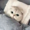 猫：“帮我关下灯谢谢，我要睡觉了