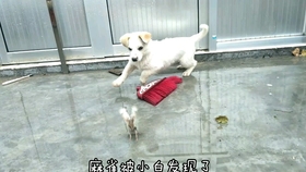 54f9a79825833f3a46aaf72a4dcd8872c0d01e01.jpg@280w_158h_1c_100q.jpg