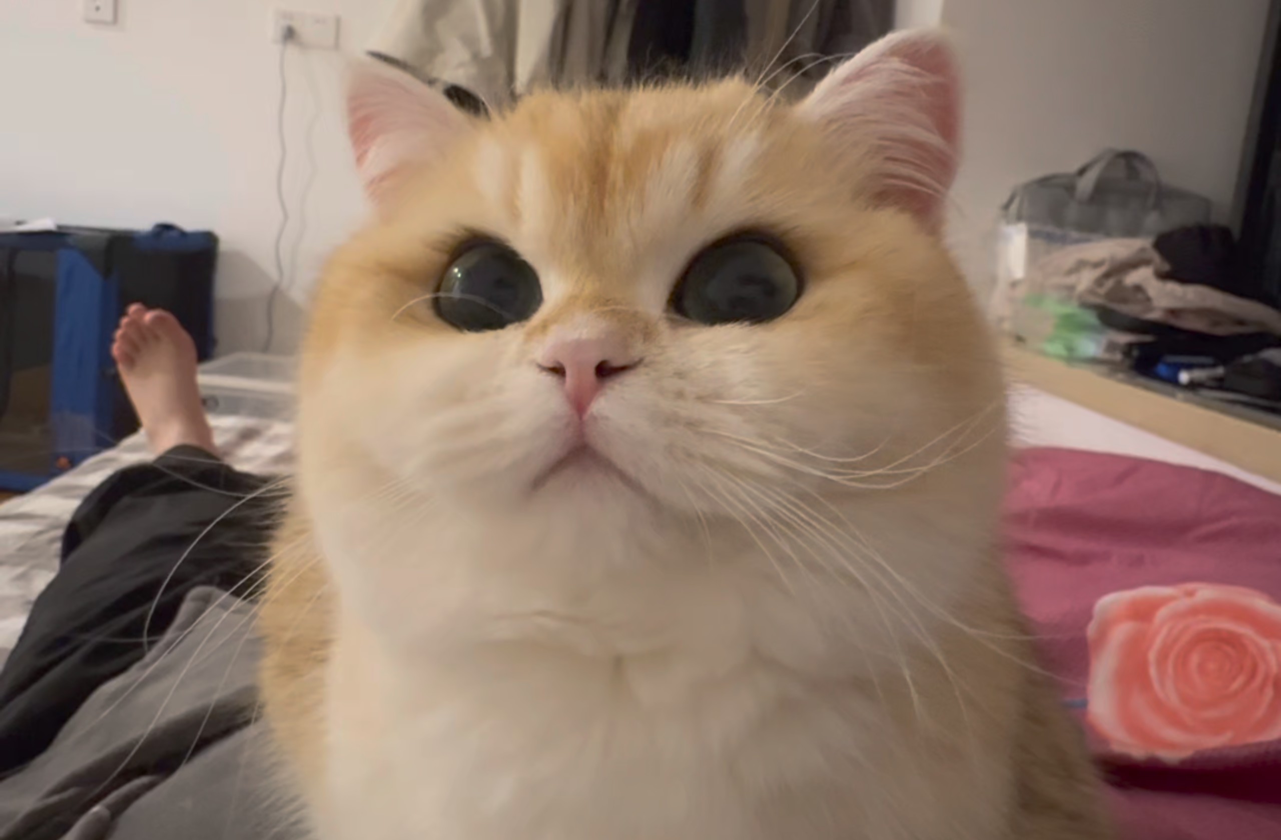 一个有思想的小猫子