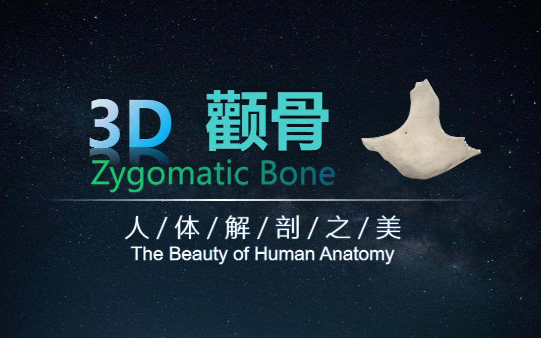 人体解剖之美 | 颧骨