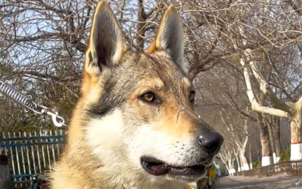 在大街上偶遇一头捷克狼犬，简直太帅了！